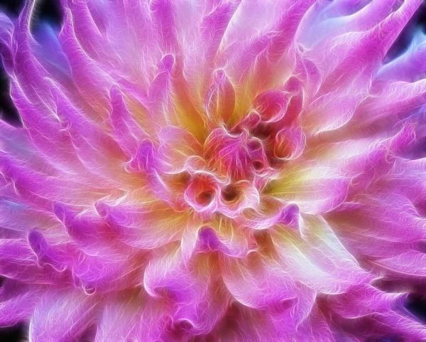 Oregon Abstract of digitally altered pink dahlia